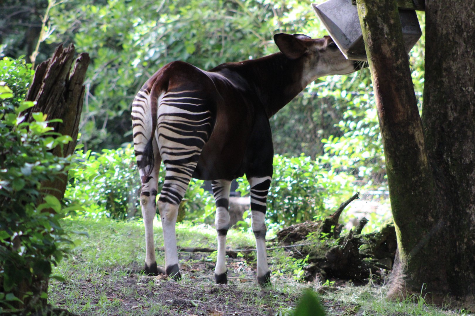 Okapi (Okapia johnstoni)