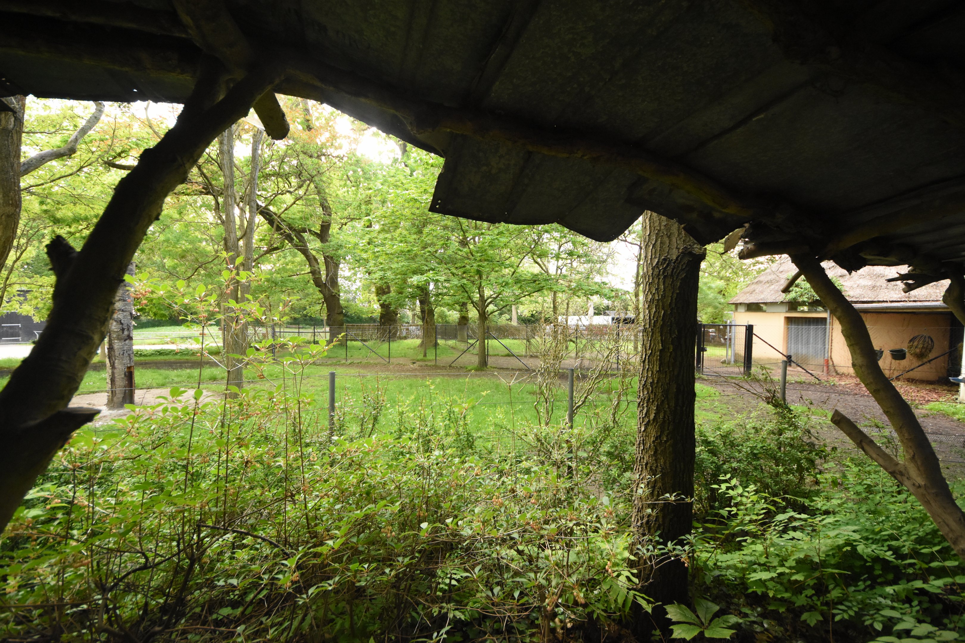 Okapi outdoor enclosure