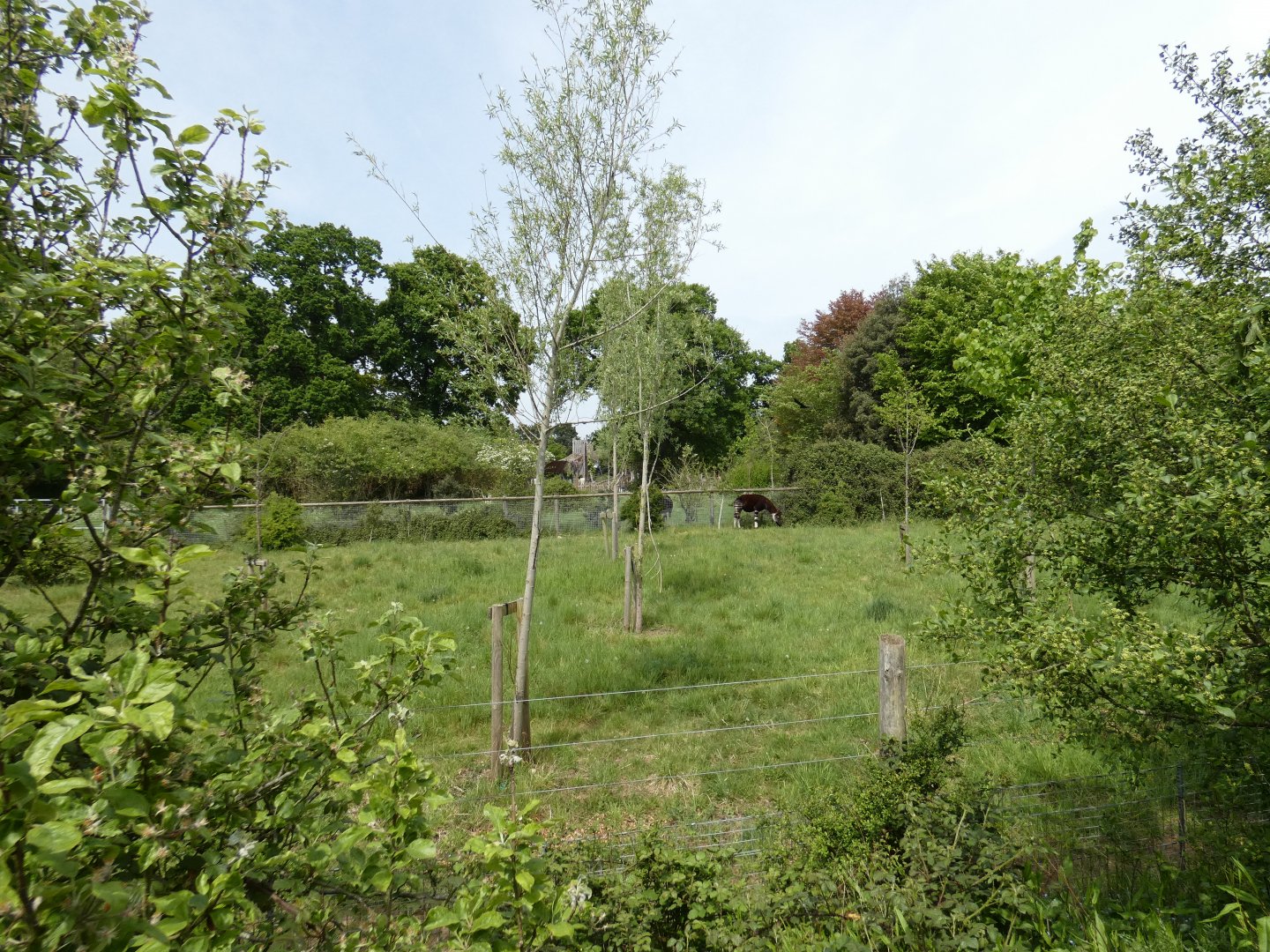 Okapi outdoor enclosure