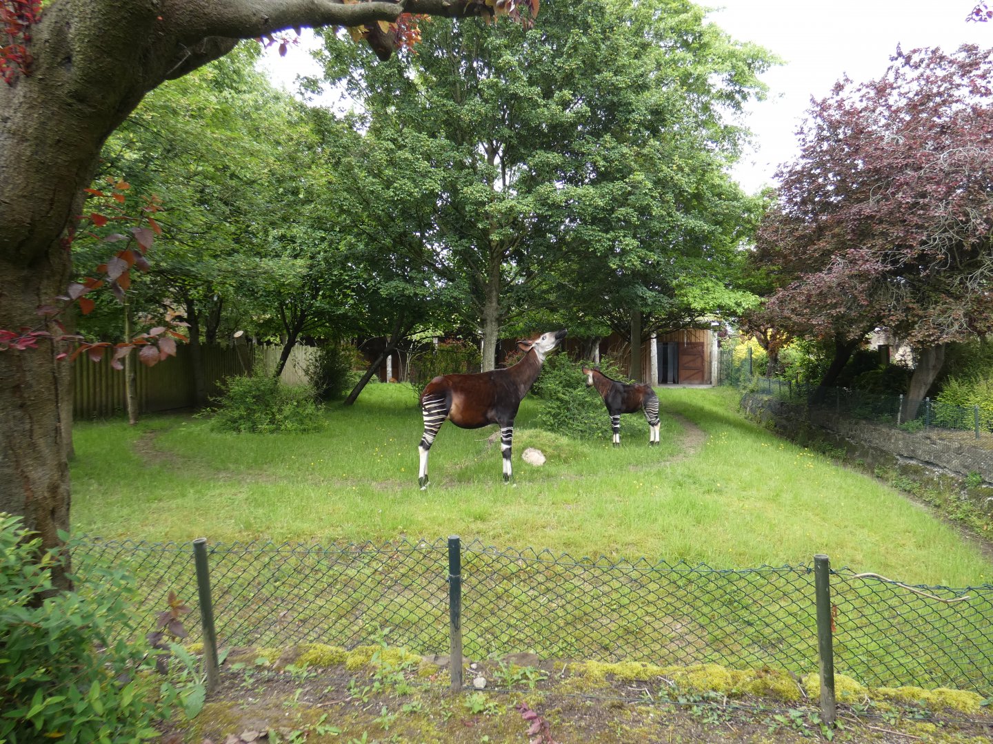 Okapi outdoor enclosure