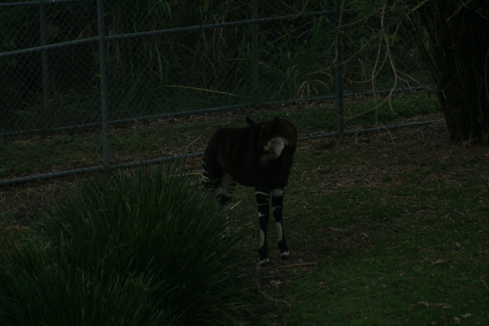 Okapi outside my room
