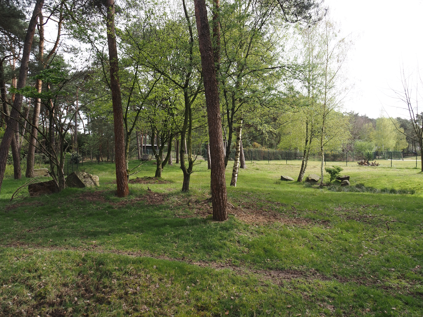 Okapi paddock, 2024-04-06