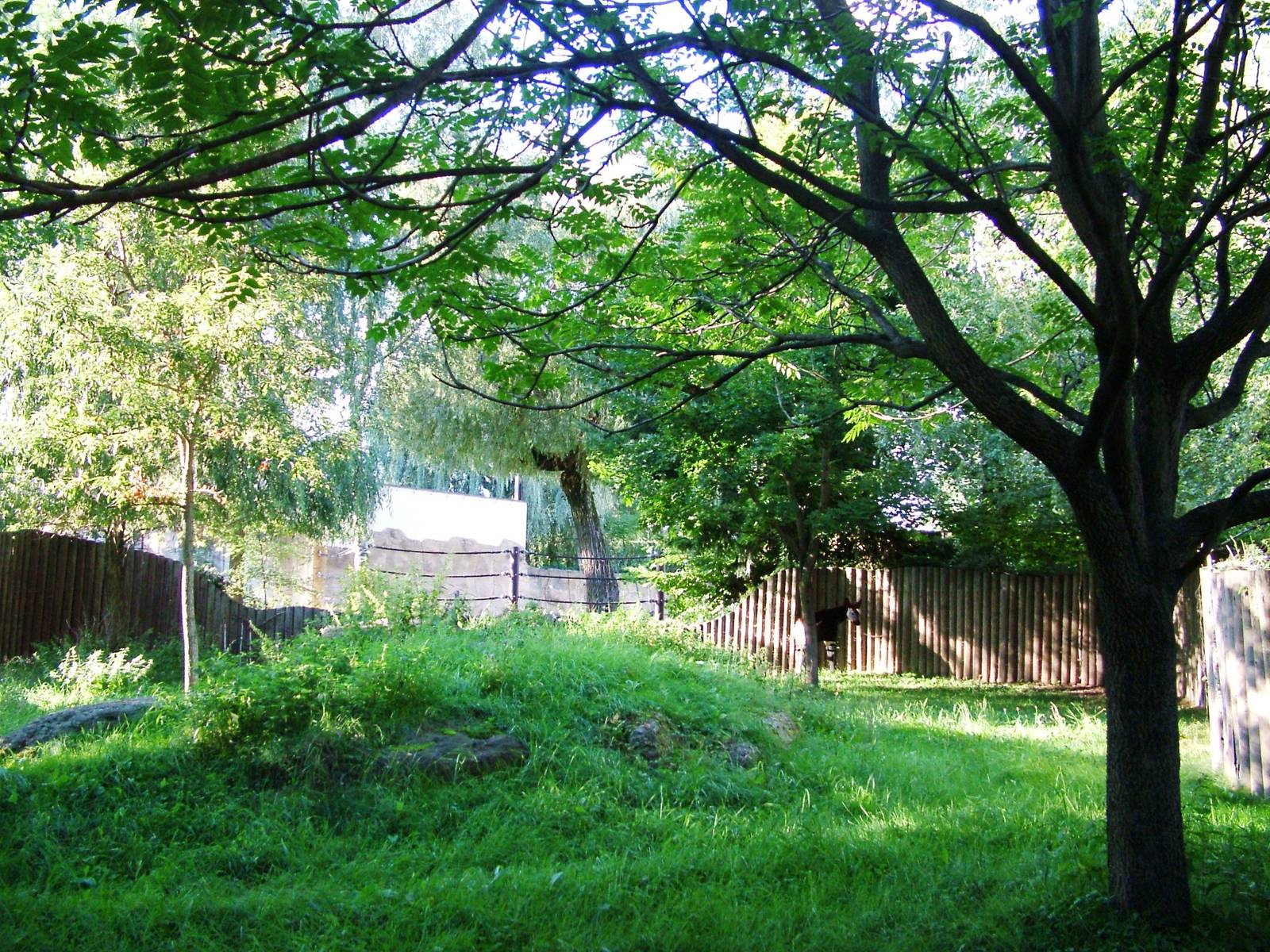 Okapi Paddock at Dvur Kralove, 27/08/12
