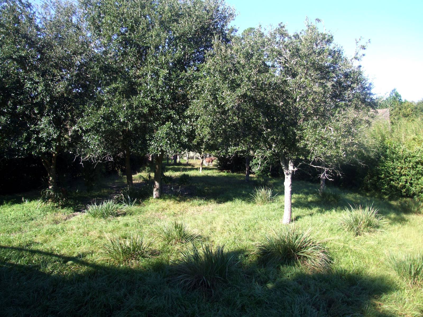Okapi Paddock at Jacksonville, 10/10/13