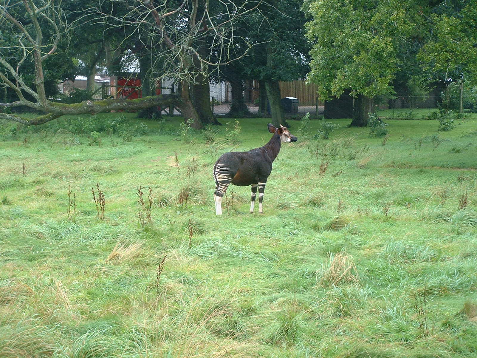 Okapi Paddock - Marwell 2007