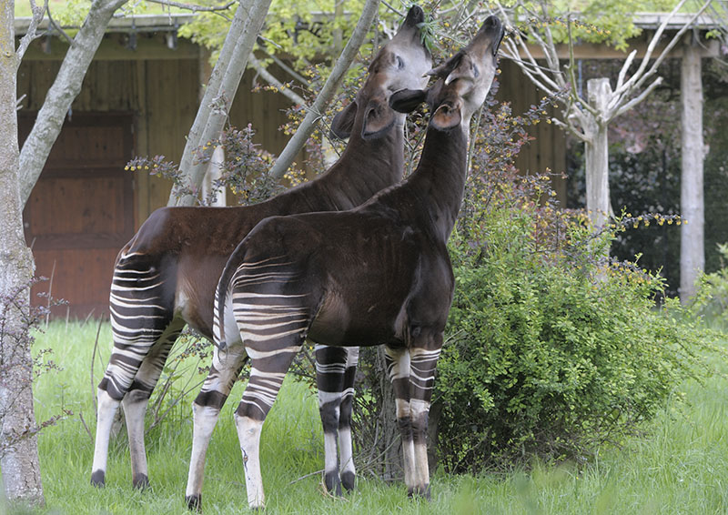 Okapi pair