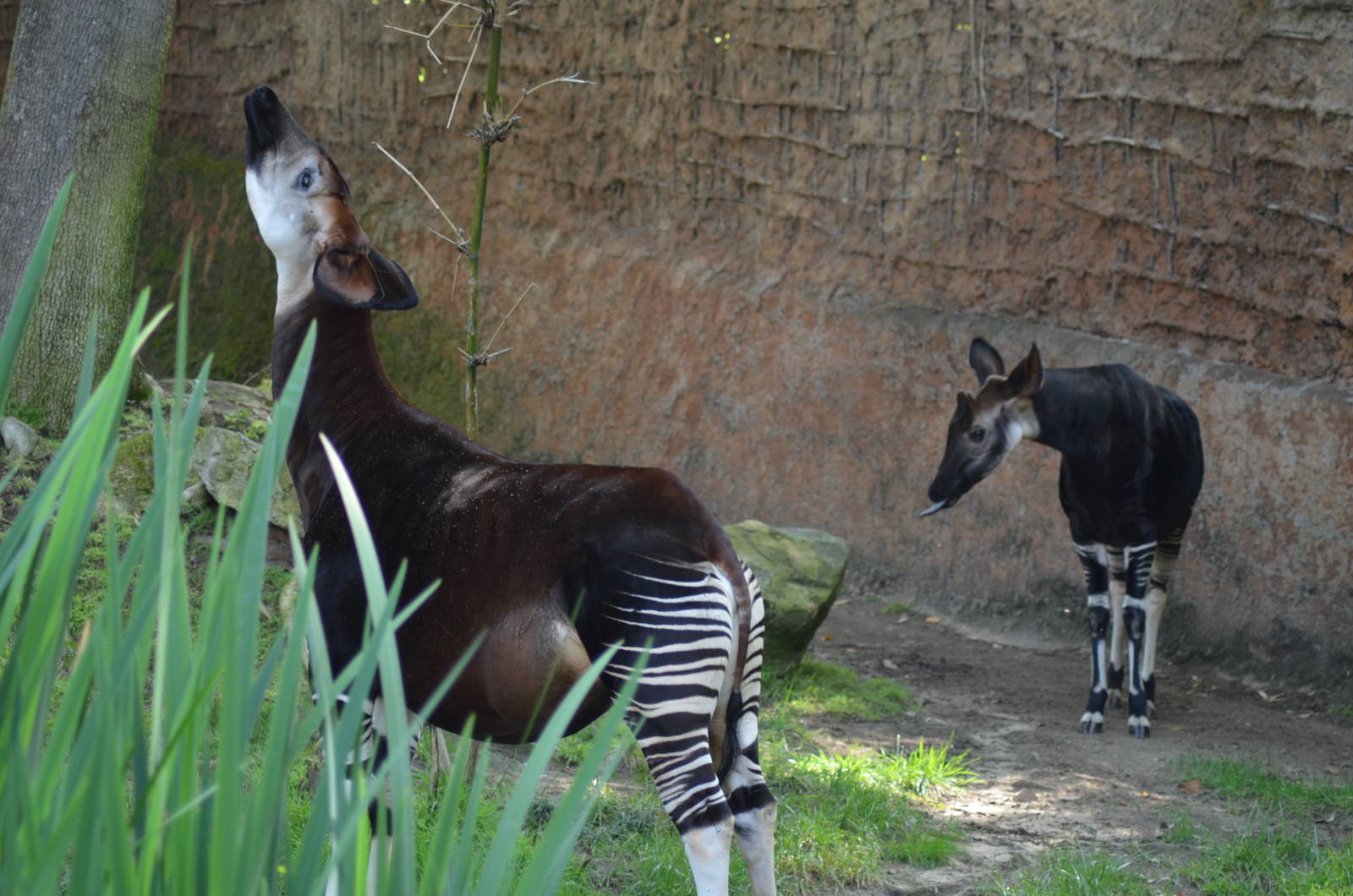 Okapi Pair