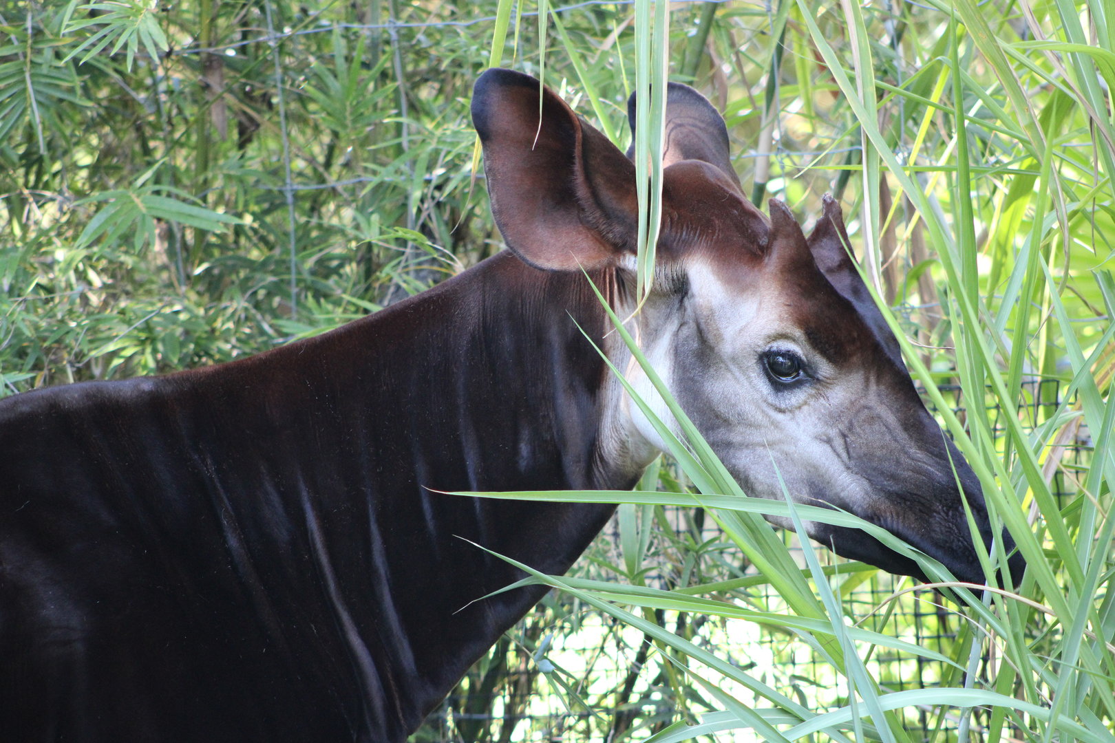 Okapi Portrait (Okapia johnstoni)