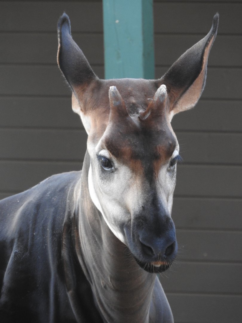 Okapi portrait