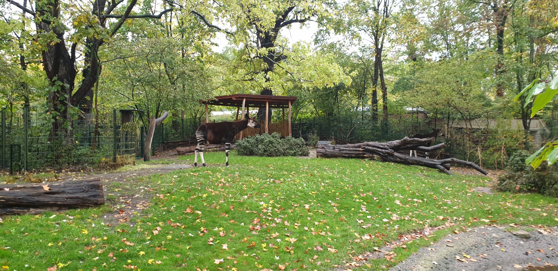 Okapi, Red Duiker Enclosure