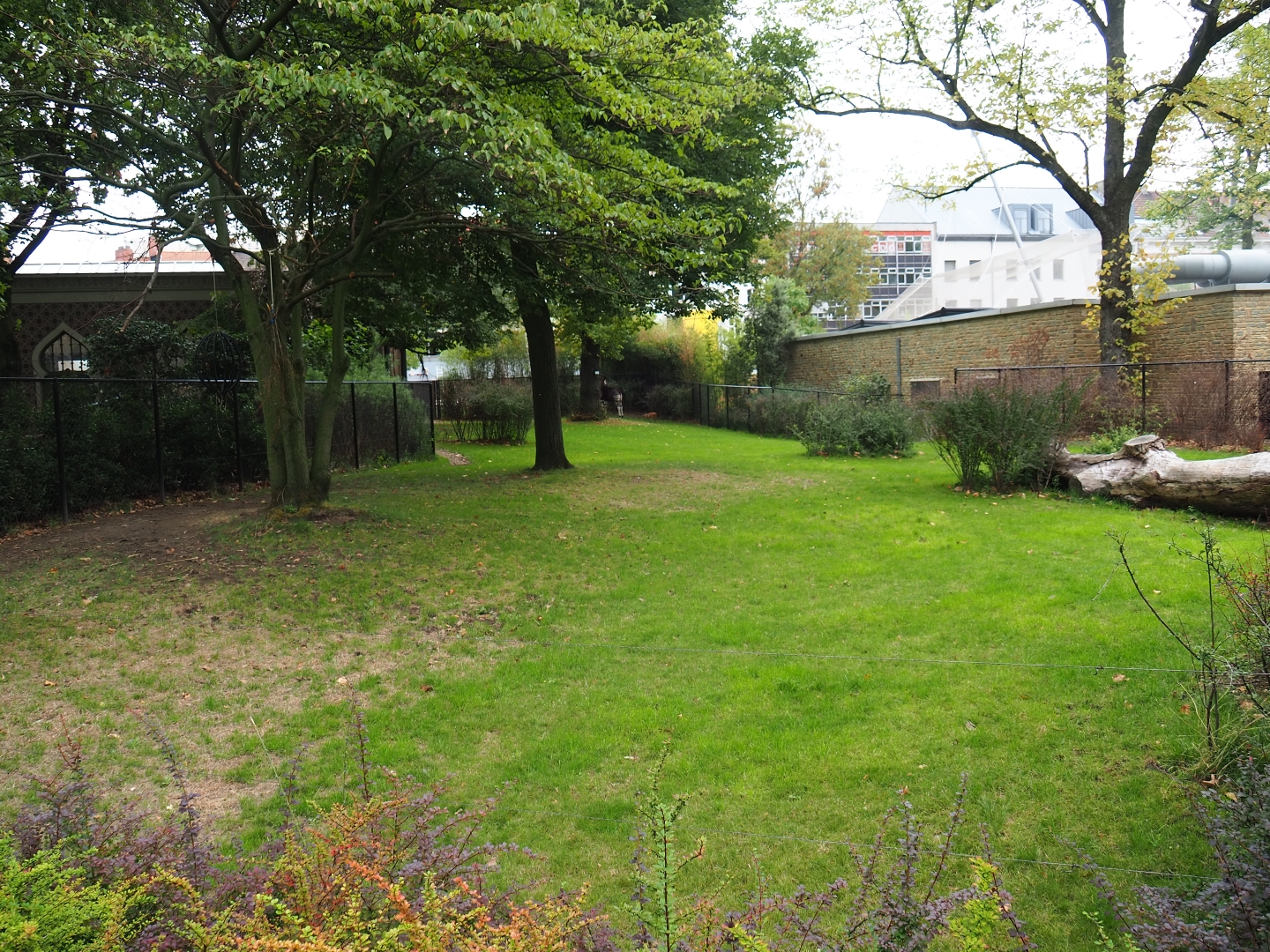 Okapi/Red duiker paddock