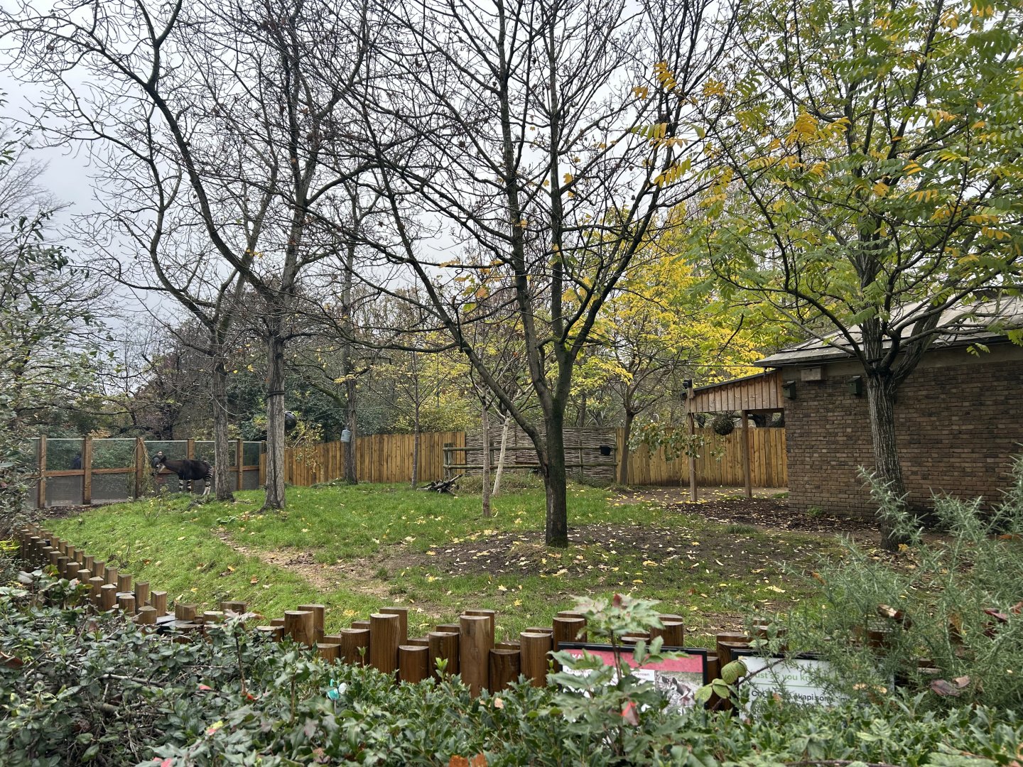 Okapi & Red Forest Duiker Exhibit