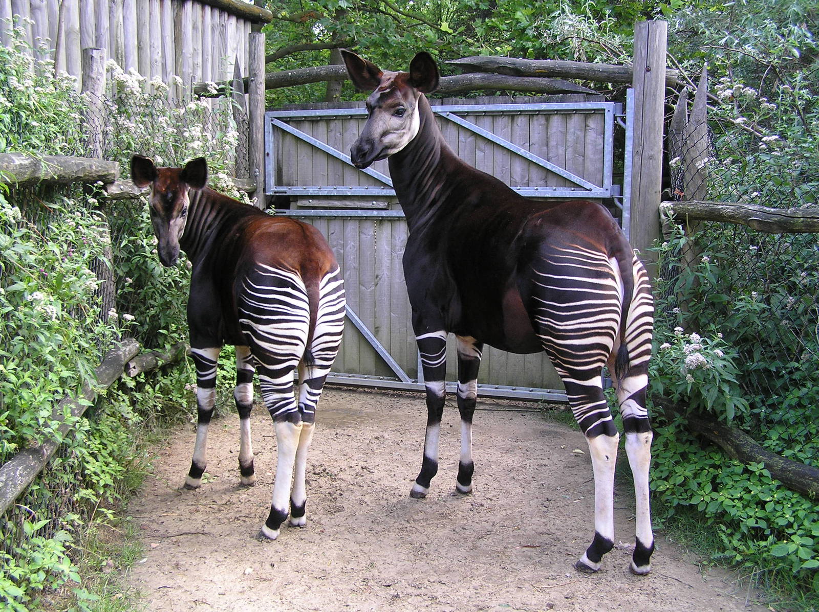 Okapi - Rotterdam 2006