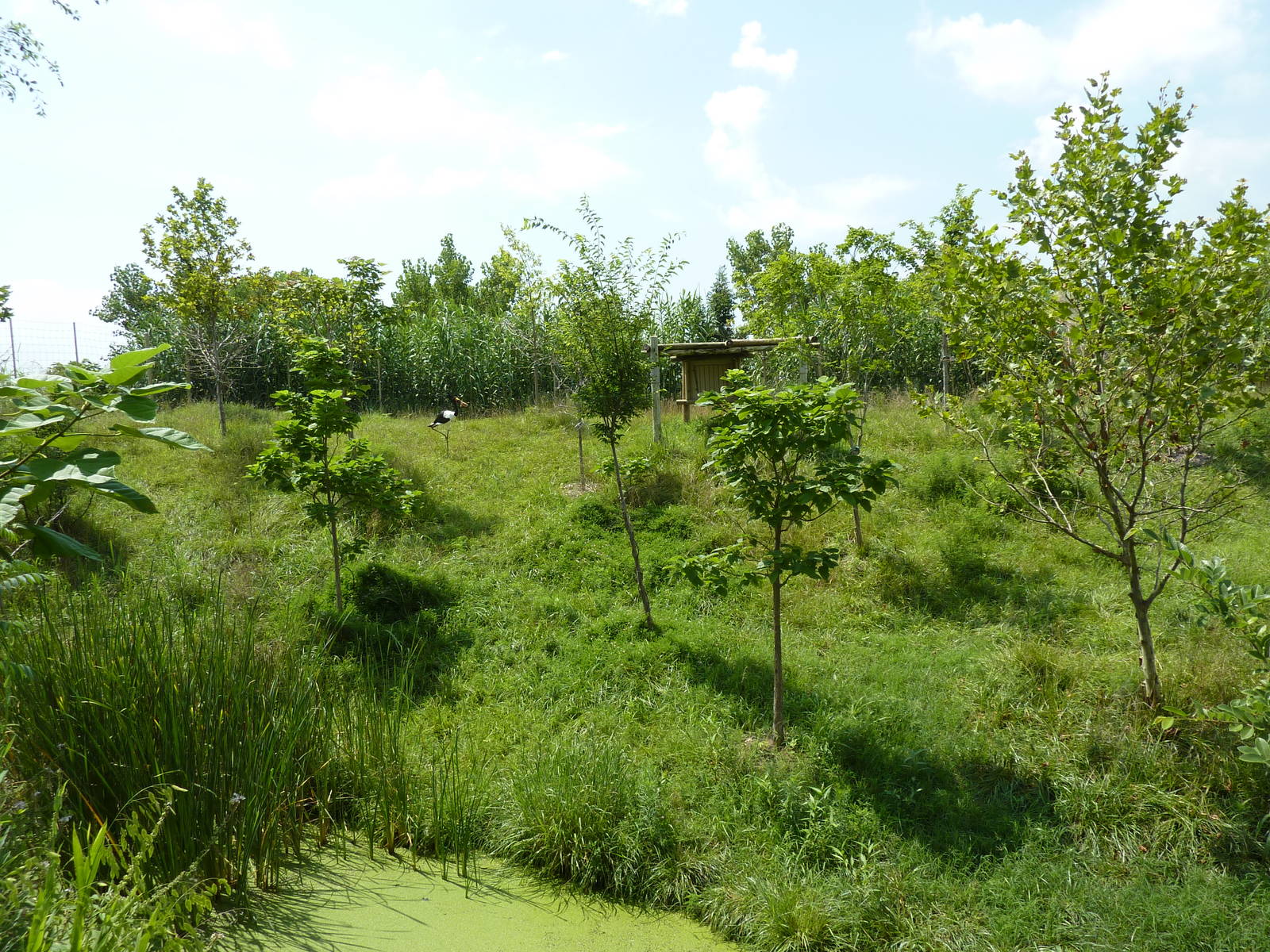 Okapi/Saddle-Billed Stork Enclosure