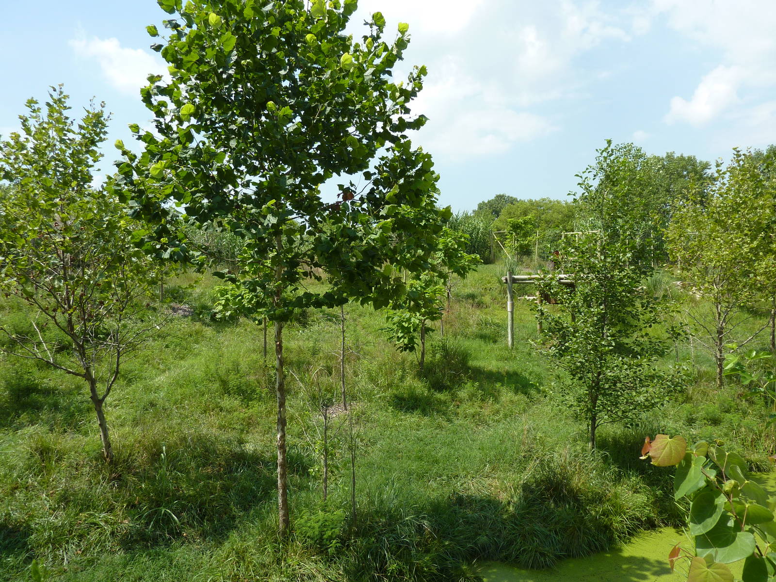 Okapi/Saddle-Billed Stork Enclosure