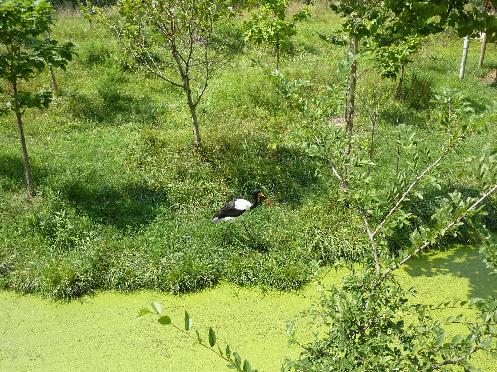 Okapi/Saddle-Billed Stork Enclosure