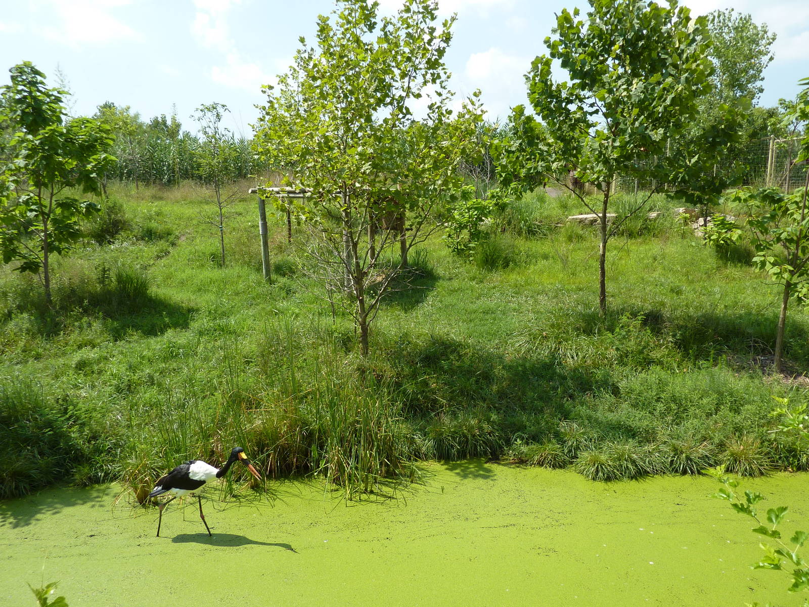 Okapi/Saddle-Billed Stork Enclosure