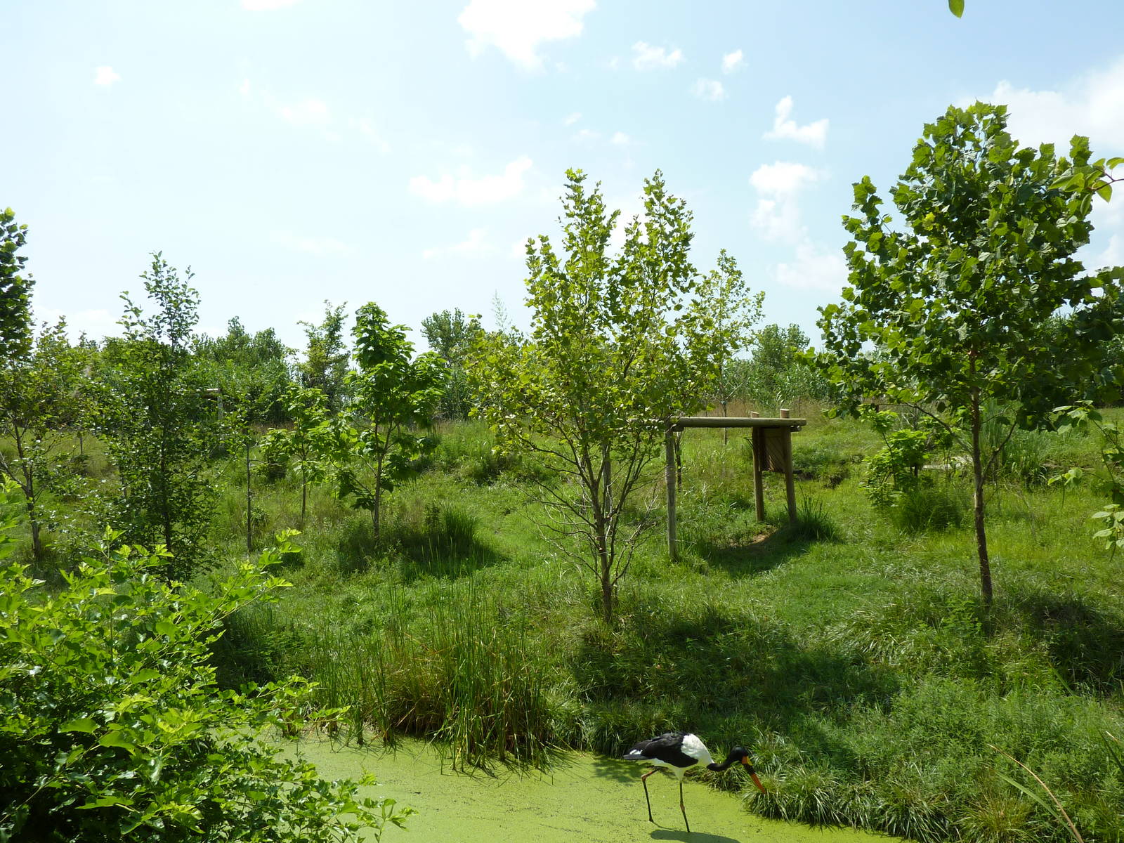Okapi/Saddle-Billed Stork Enclosure