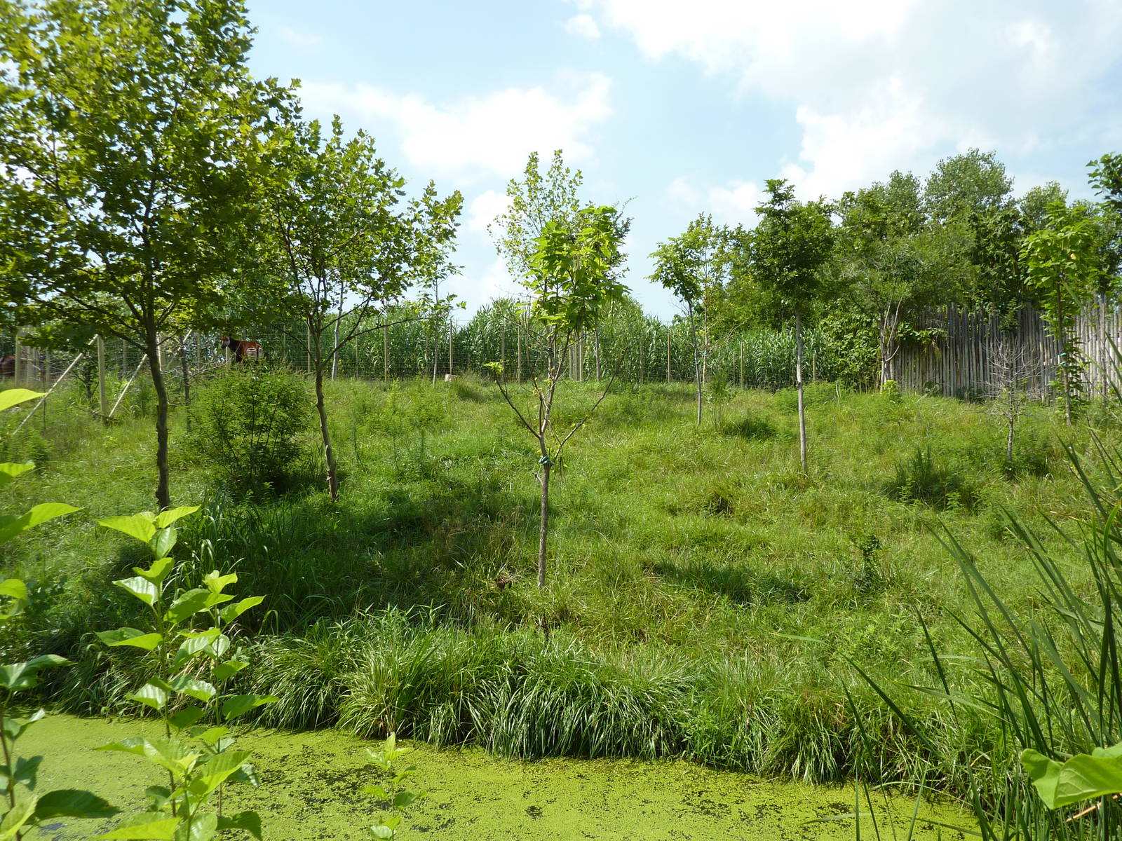 Okapi/Saddle-Billed Stork Enclosure