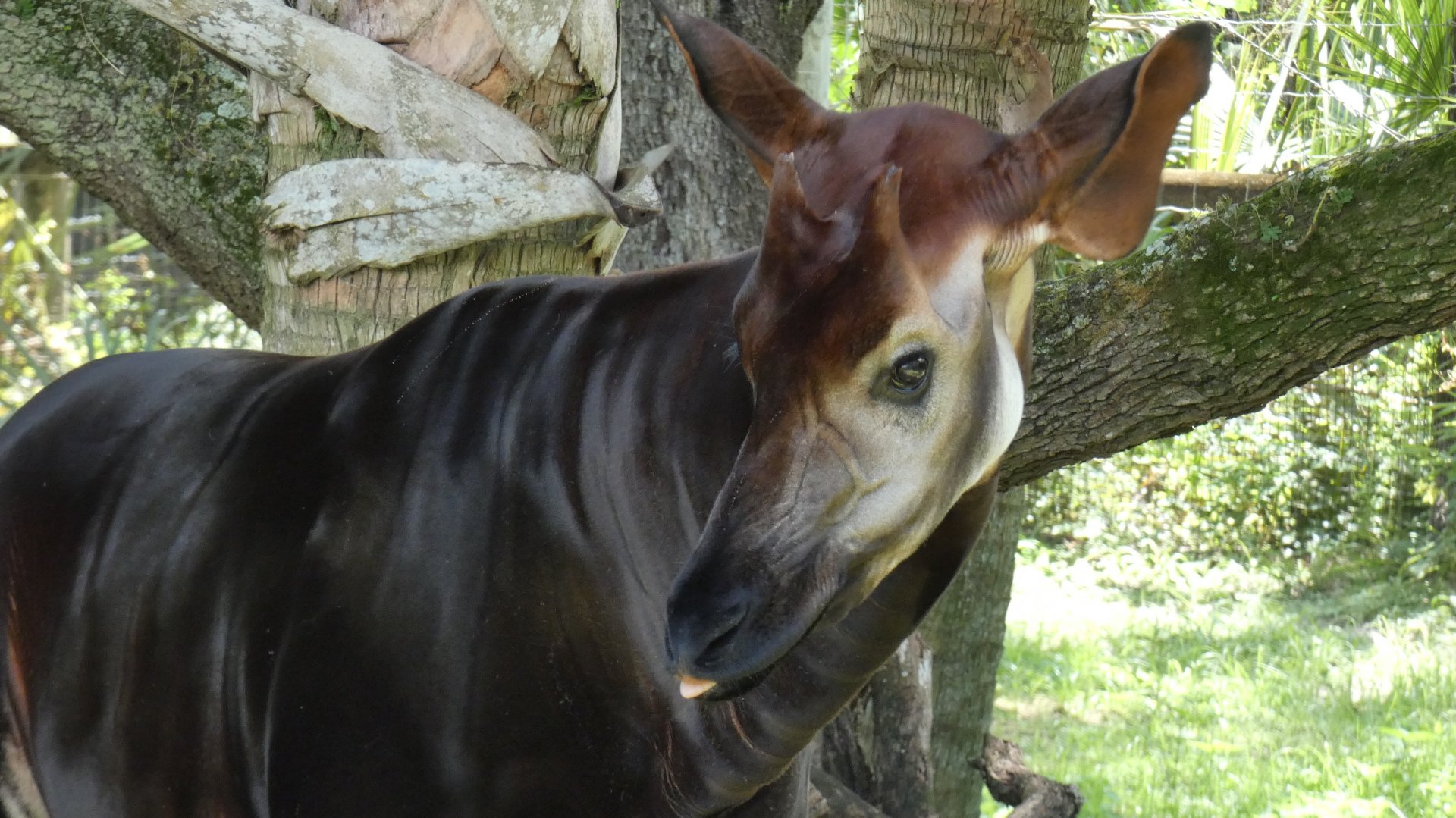 Okapi, Safari Africa & The Ituri Forest - Aug. 2021