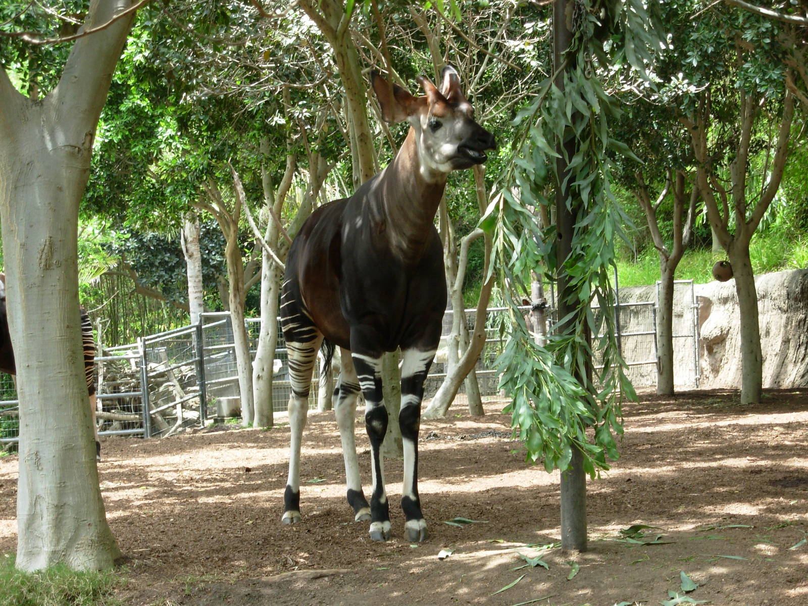 Okapi - San Diego Zoo