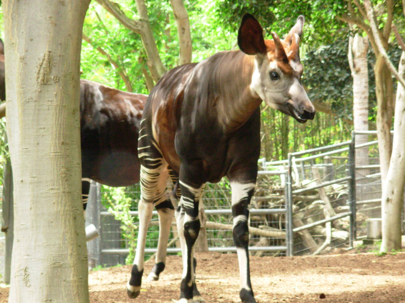 Okapi - San Diego Zoo