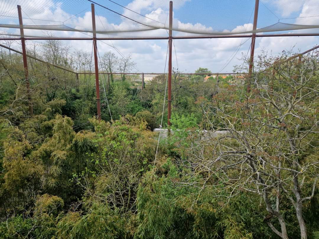 Okapi Sanctuary 2nd level