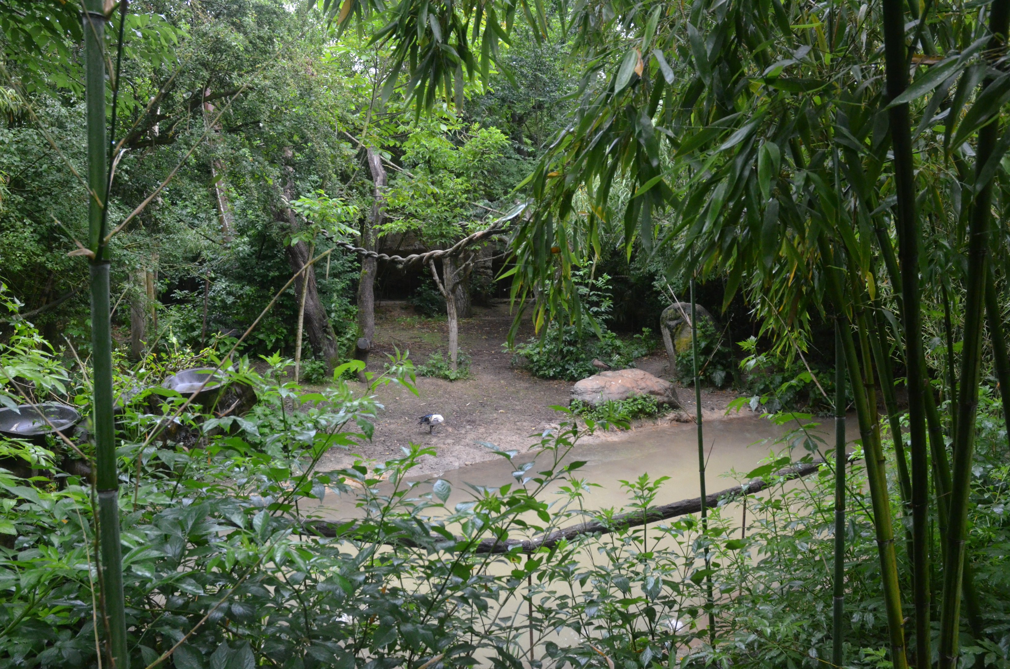 Okapi Sanctuary Aviary at Doué-la-Fontaine, 15/06/18