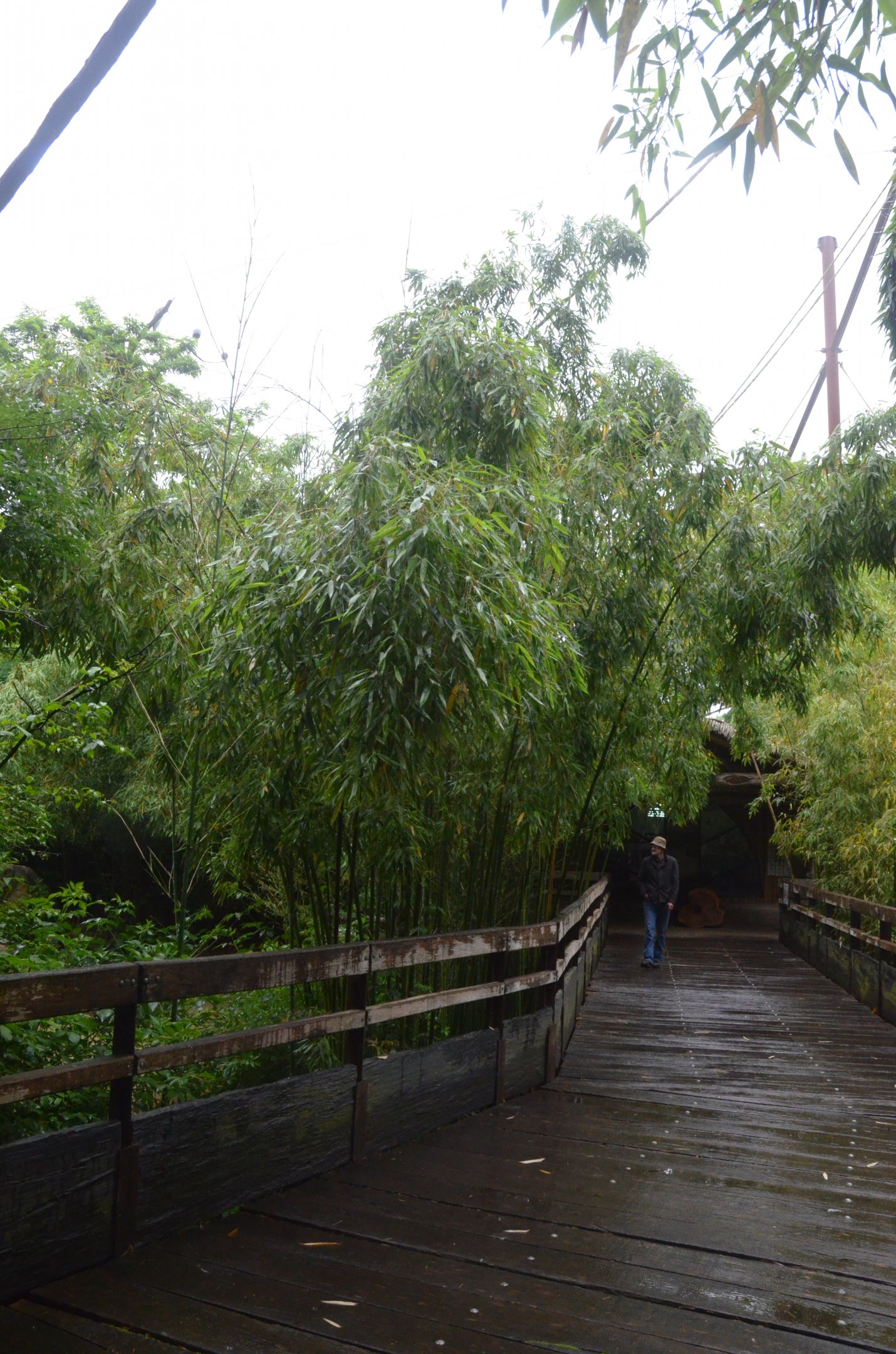Okapi Sanctuary Aviary at Doué-la-Fontaine, 15/06/18