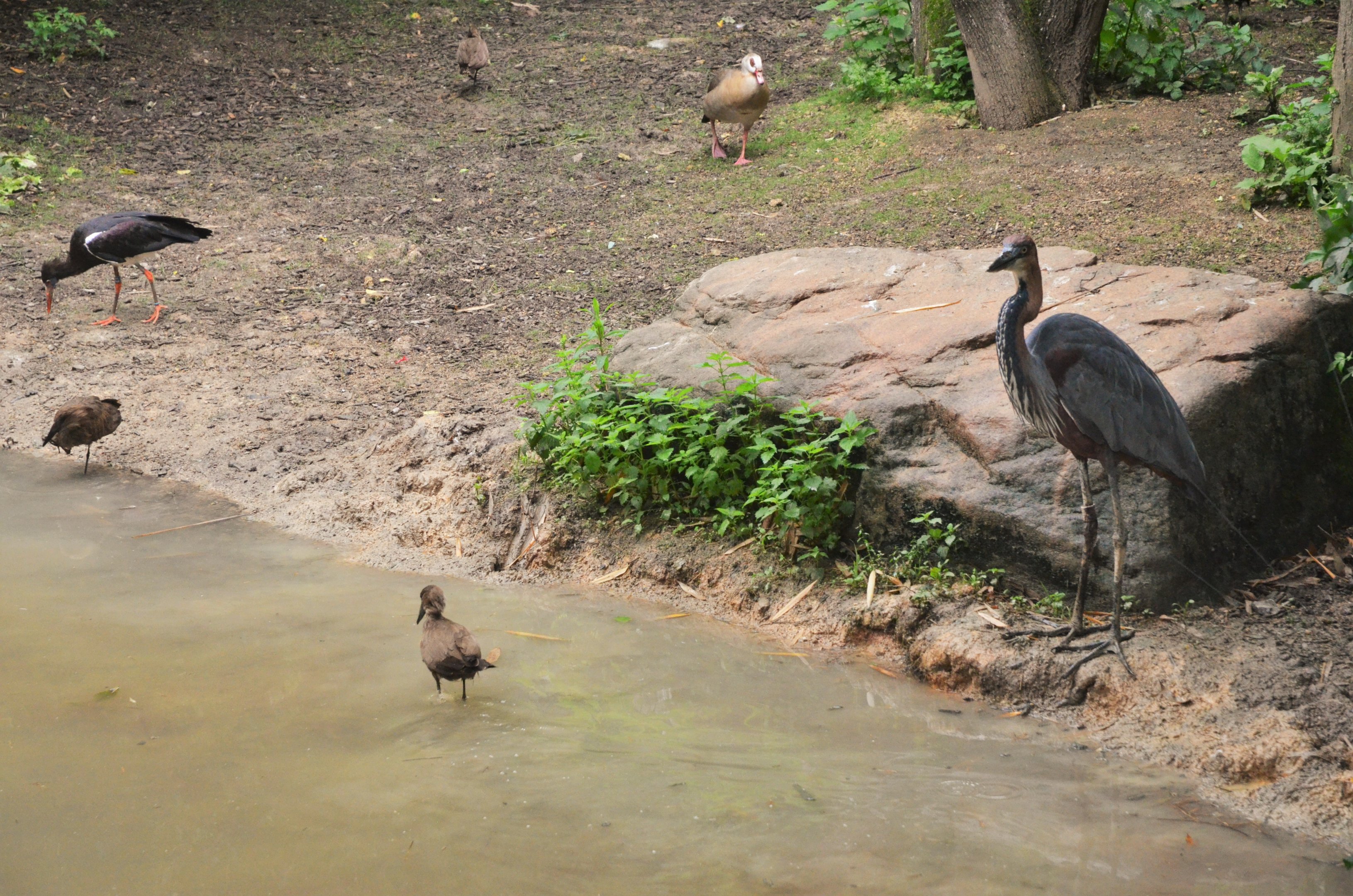 Okapi Sanctuary Aviary at Doué-la-Fontaine, 15/06/18