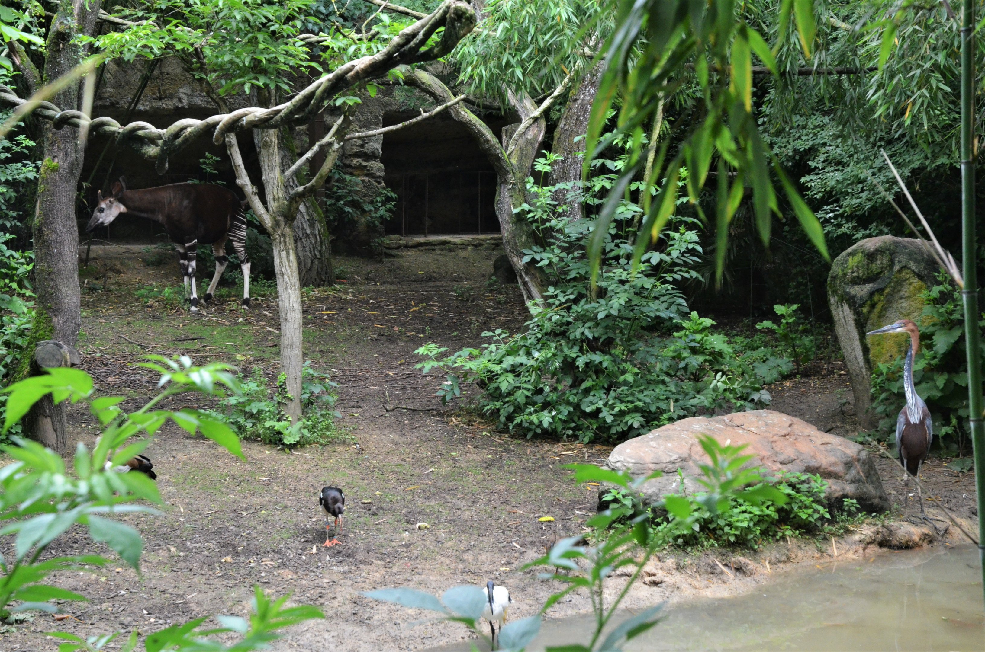 Okapi Sanctuary Aviary at Doué-la-Fontaine, 15/06/18