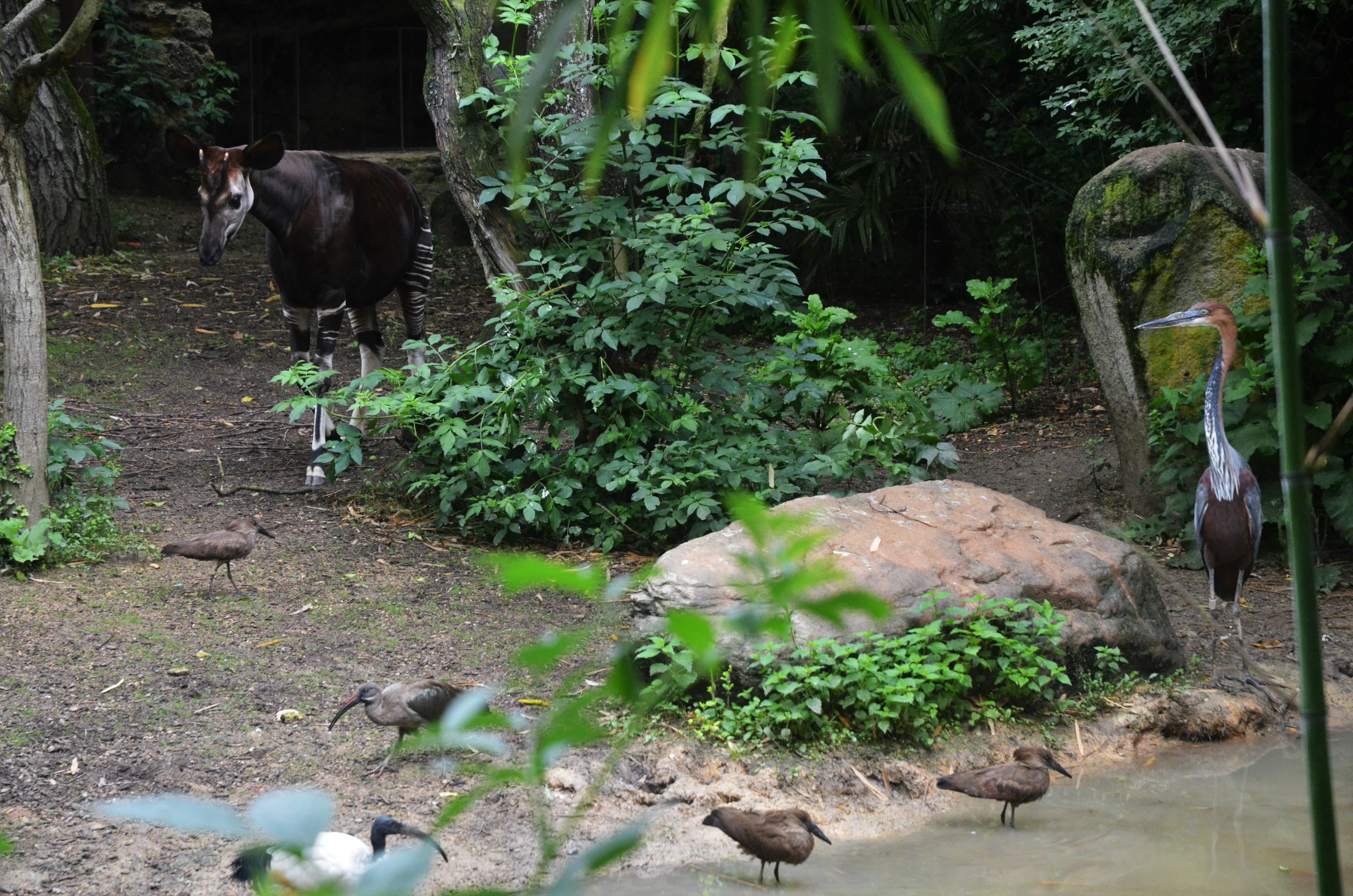 Okapi Sanctuary Aviary at Doué-la-Fontaine, 15/06/18