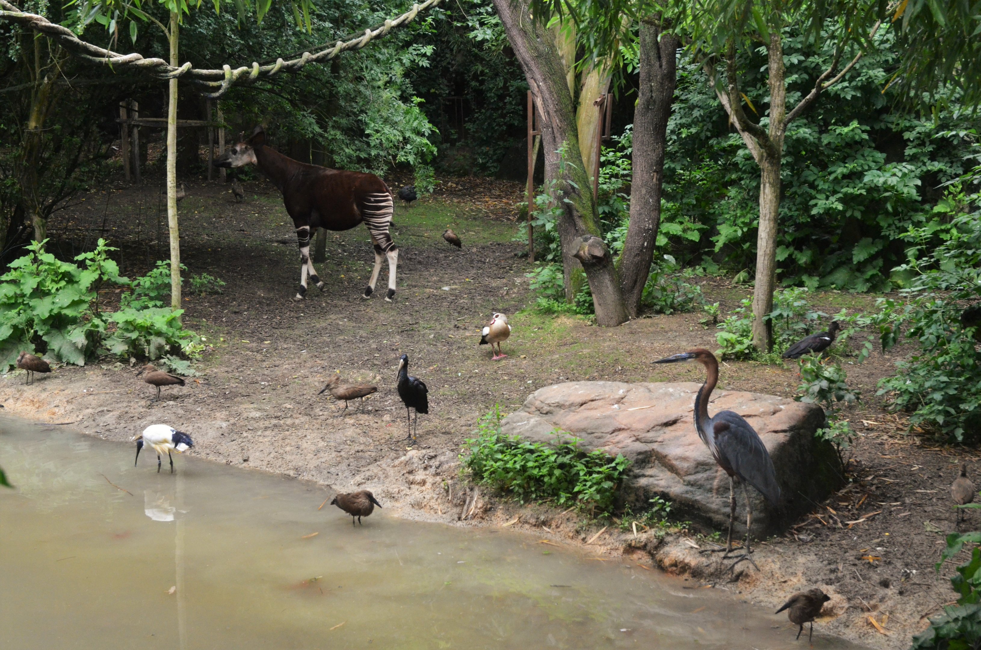 Okapi Sanctuary Aviary at Doué-la-Fontaine, 15/06/18
