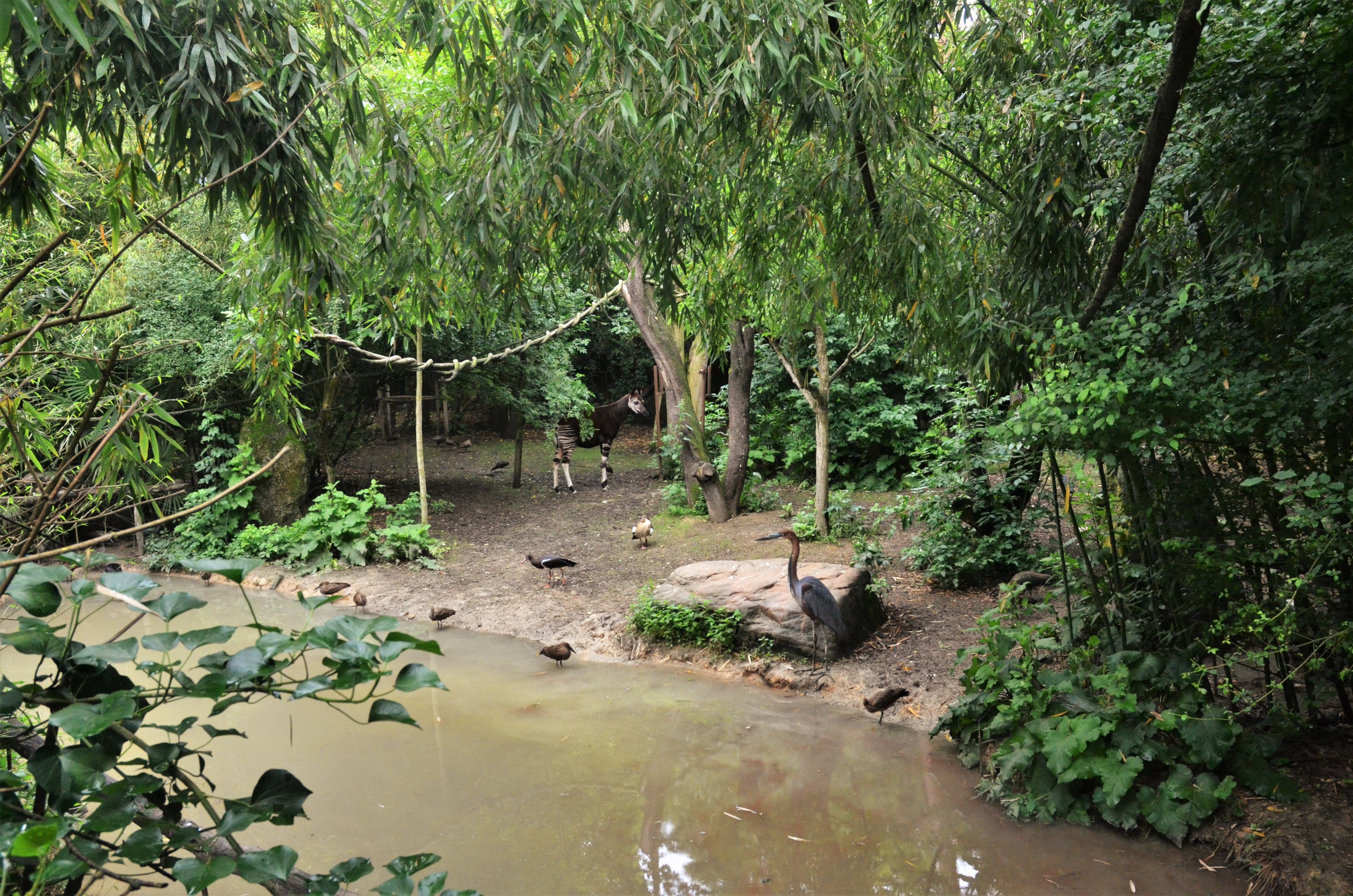 Okapi Sanctuary Aviary at Doué-la-Fontaine, 15/06/18