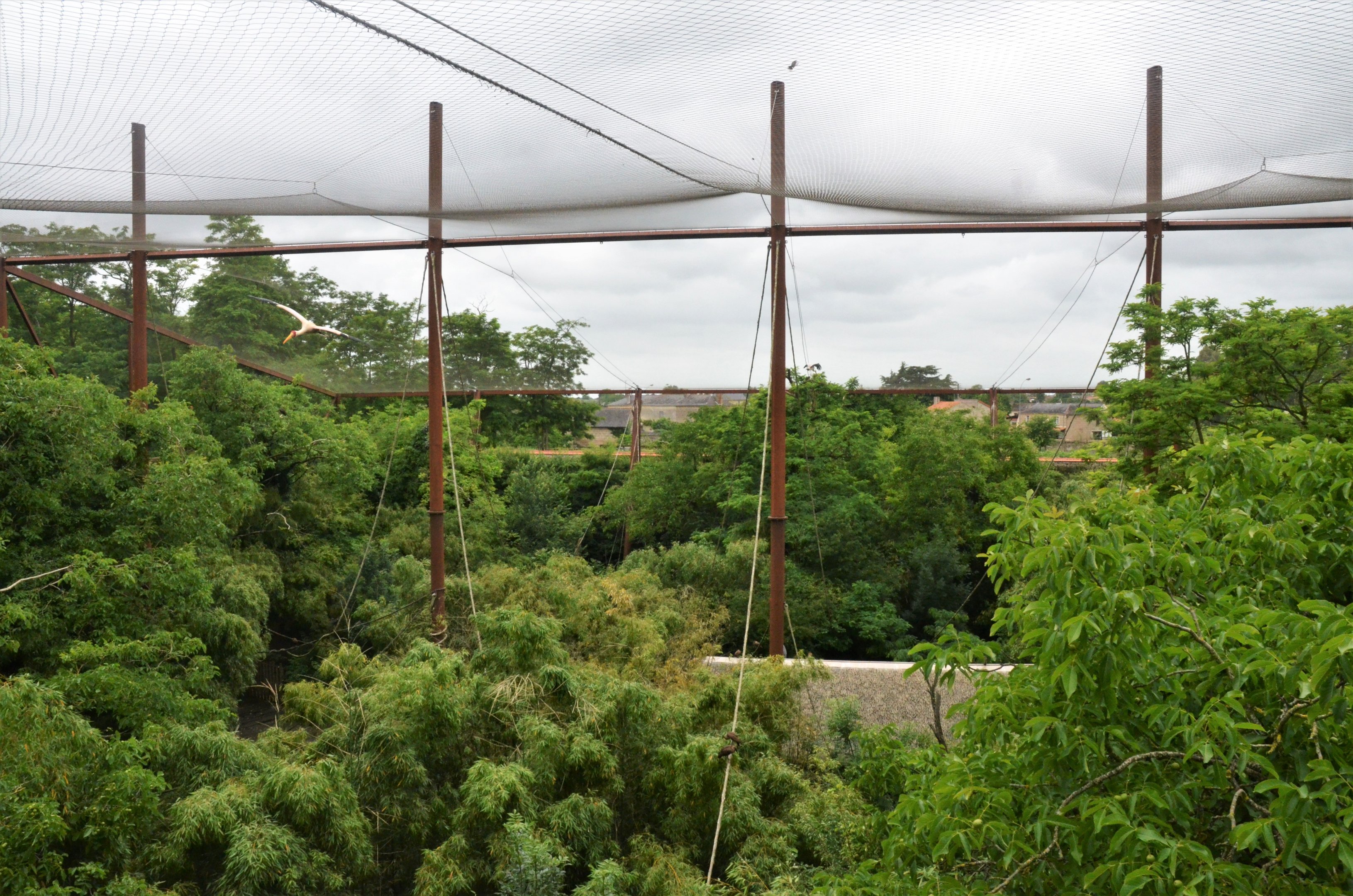 Okapi Sanctuary Aviary at Doué-la-Fontaine, 15/06/18