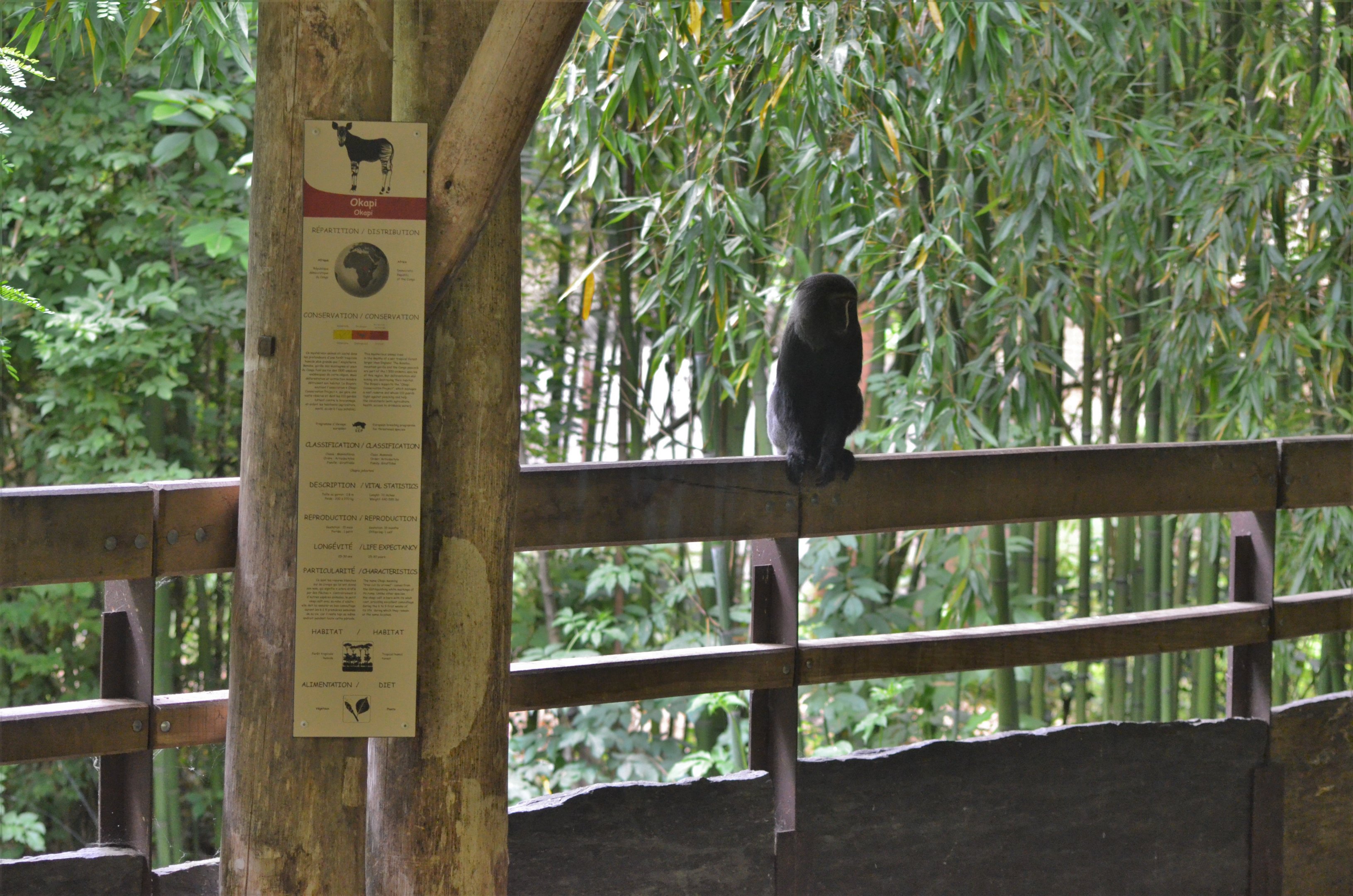 Okapi Sanctuary Aviary at Doué-la-Fontaine, 15/06/18