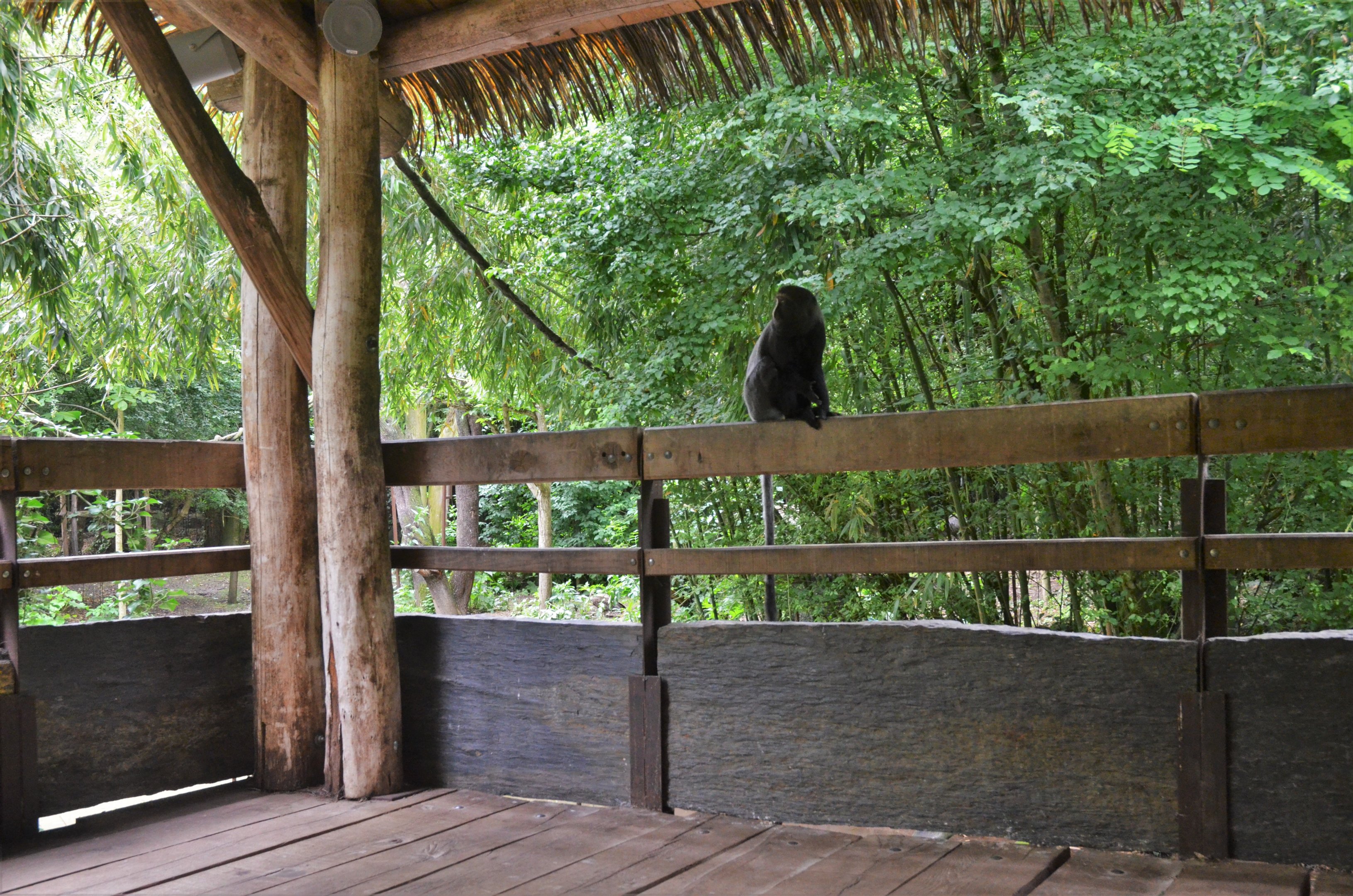 Okapi Sanctuary Aviary at Doué-la-Fontaine, 15/06/18
