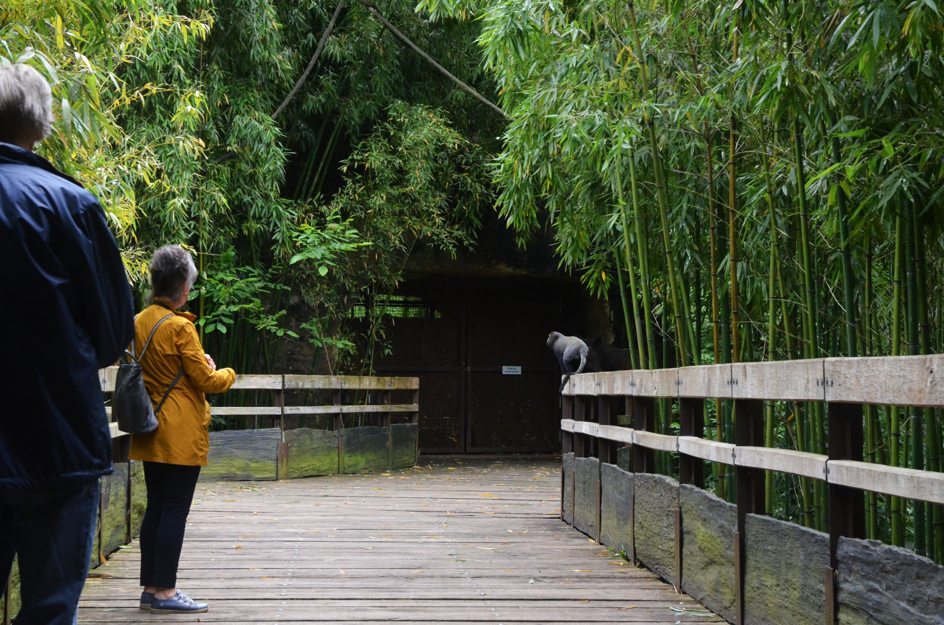 Okapi Sanctuary Aviary at Doué-la-Fontaine, 15/06/18