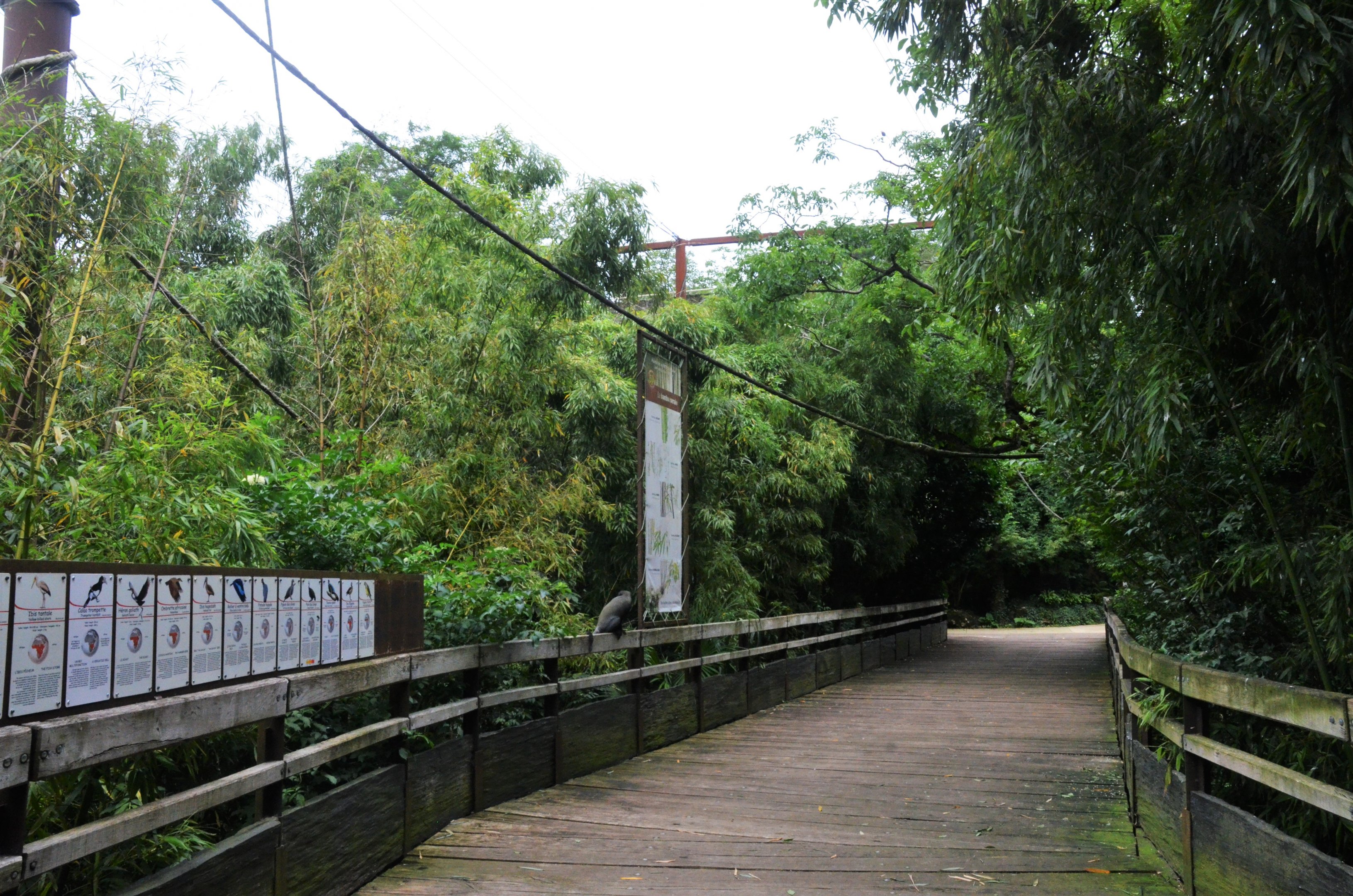 Okapi Sanctuary Aviary at Doué-la-Fontaine, 15/06/18