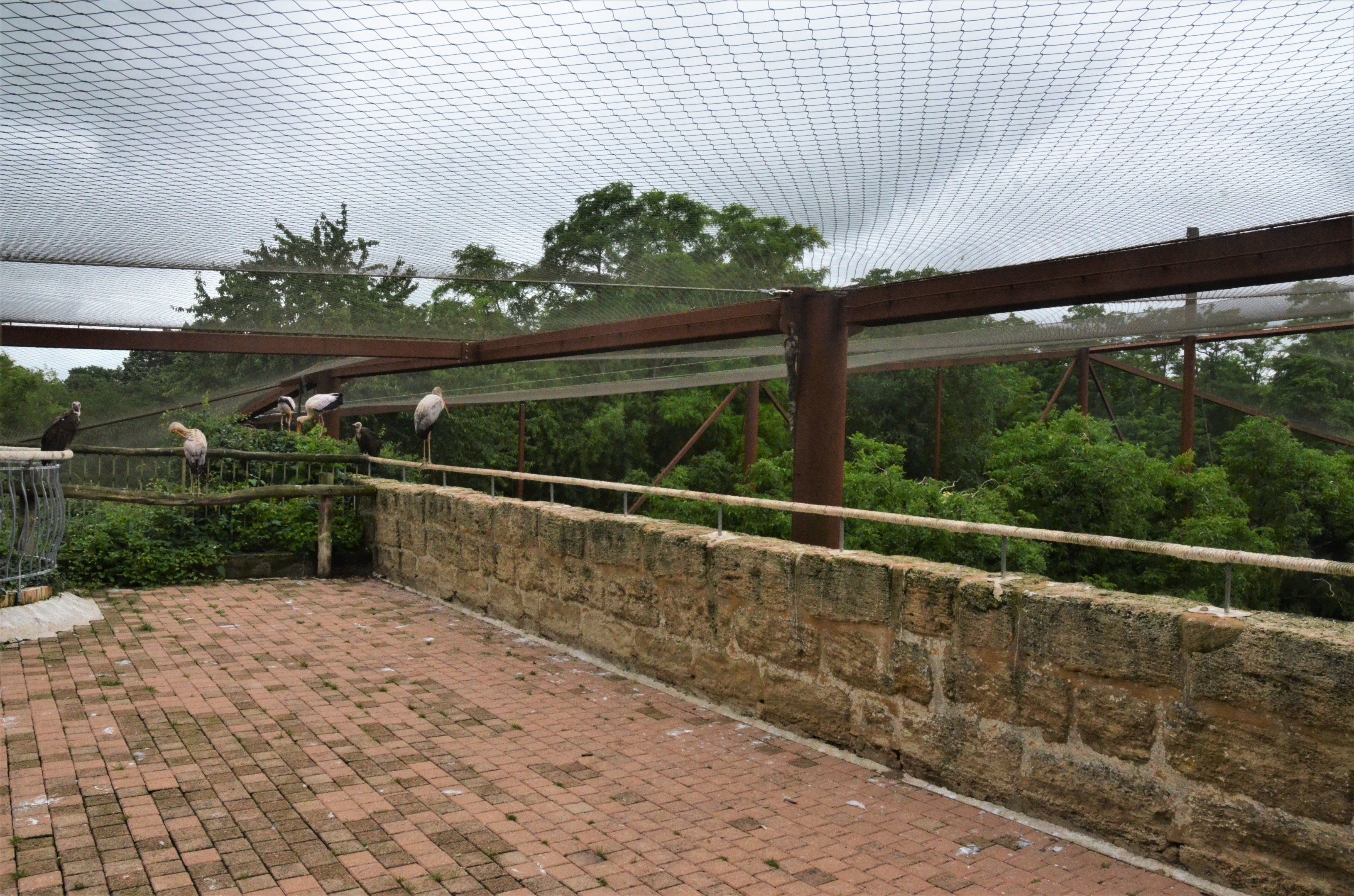 Okapi Sanctuary Aviary Upper Viewing at Doué-la-Fontaine, 15/06/18
