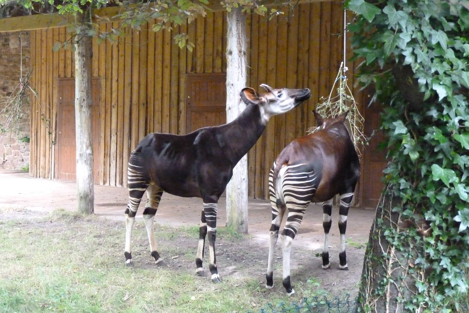 Okapi, September 2016