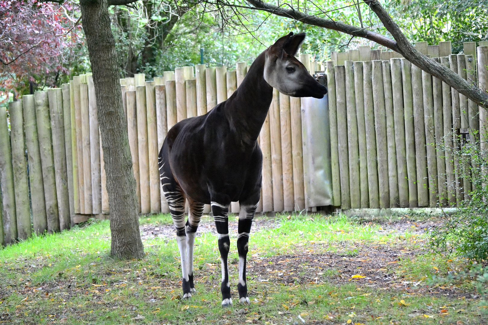 Okapi - September 2017