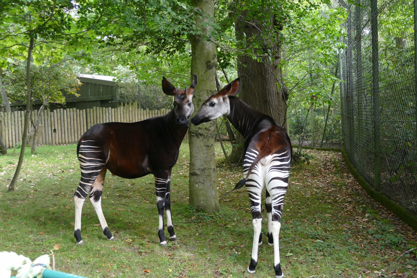 Okapi, September 2018