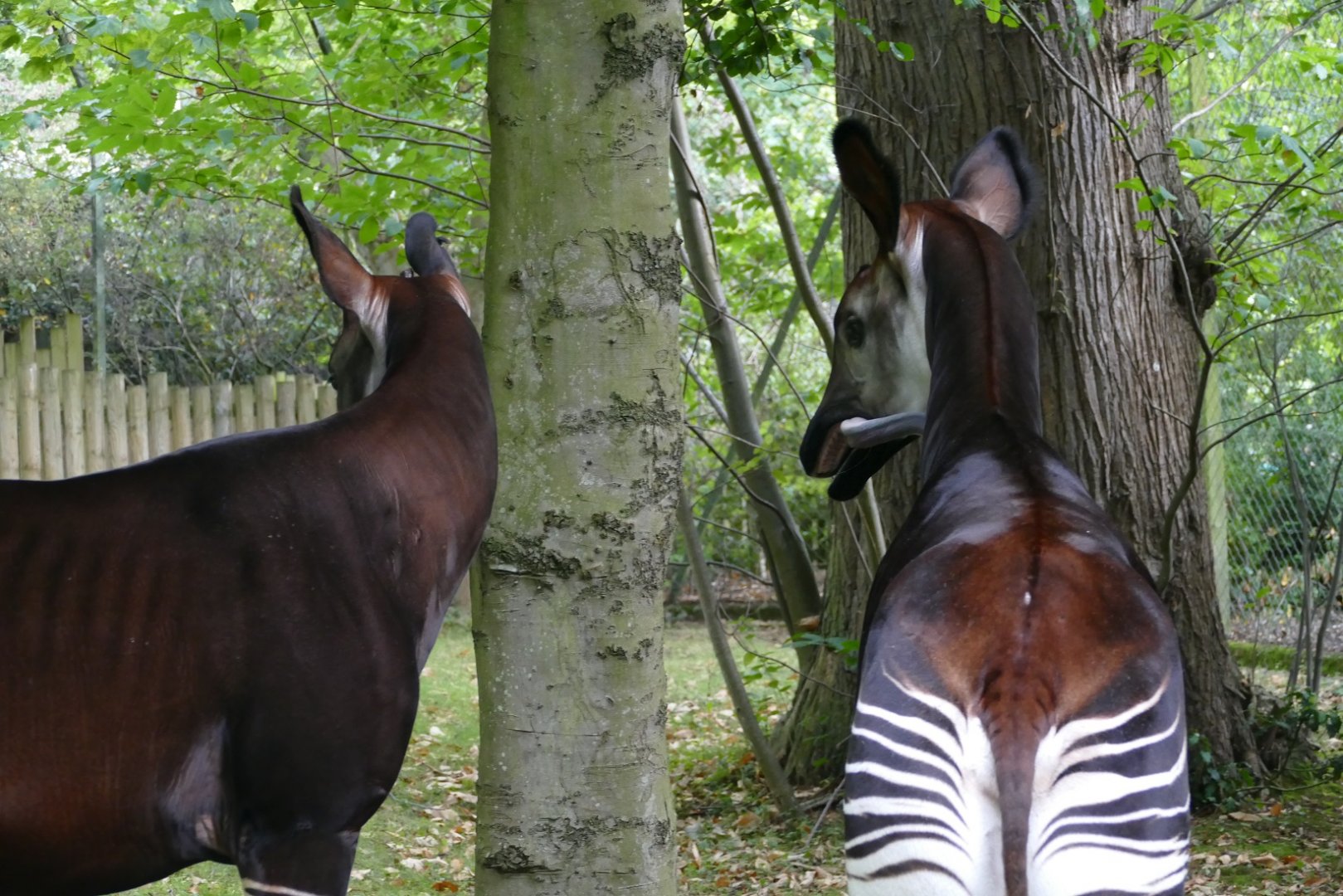 Okapi, September 2018