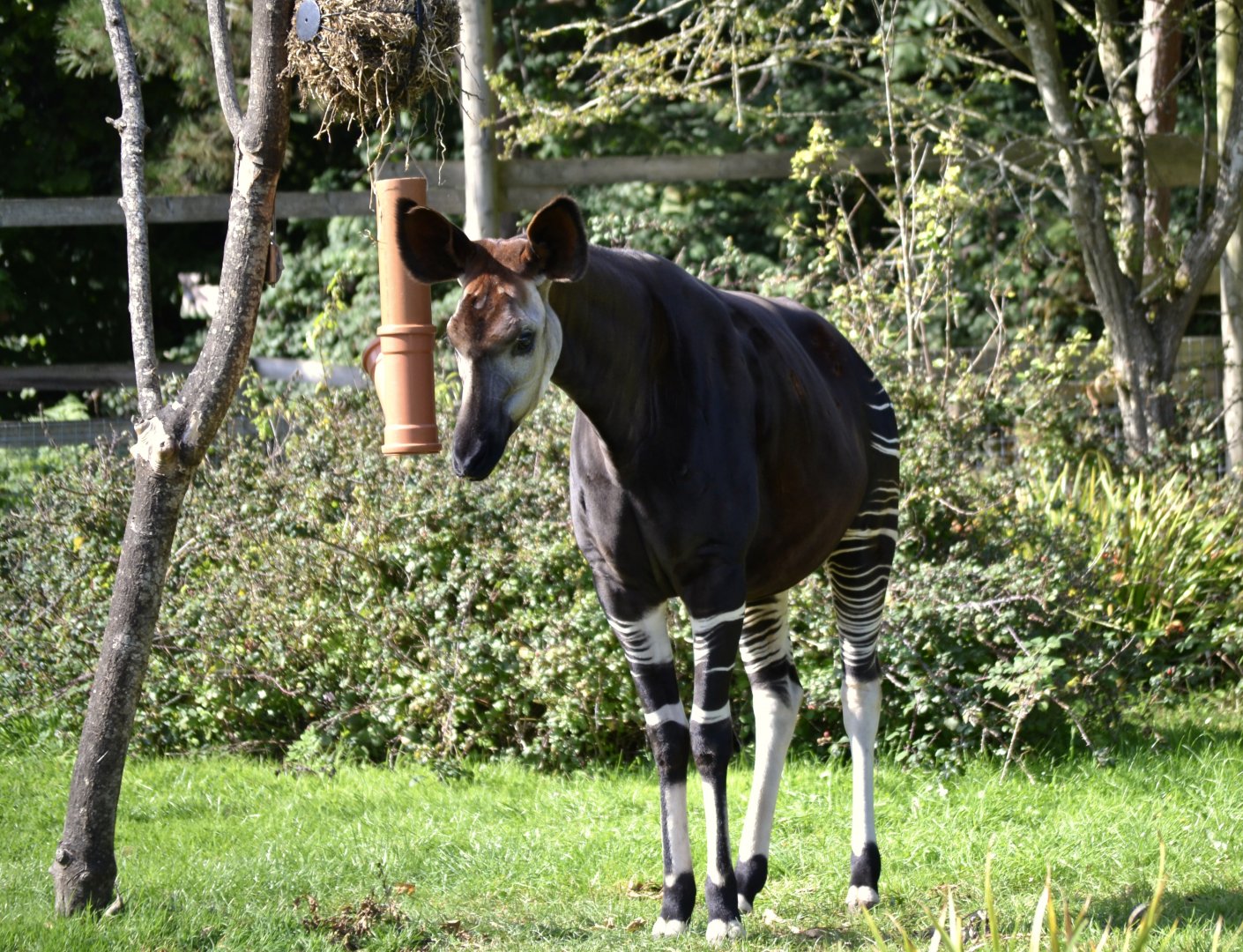 Okapi - September 2020