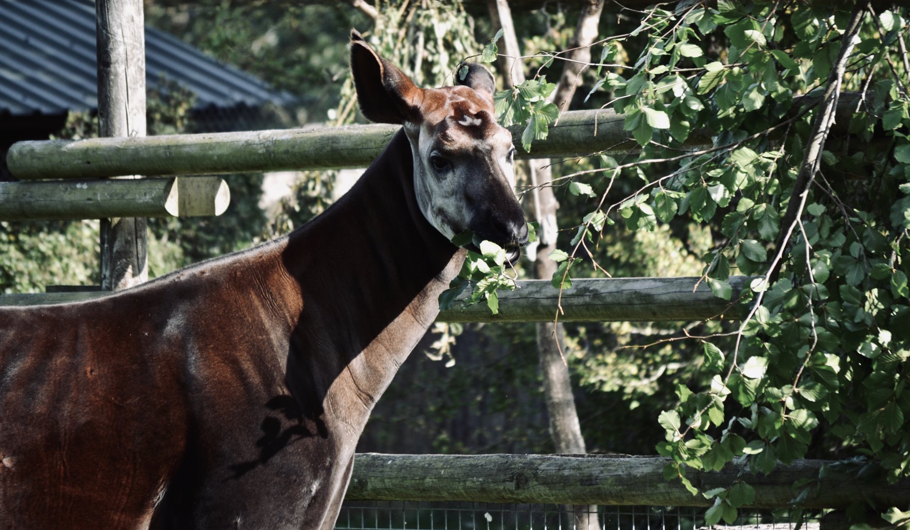 Okapi - September 2020