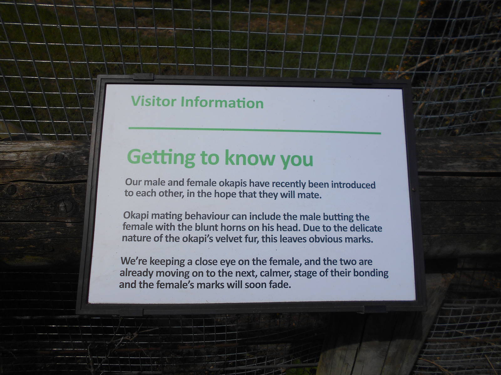 Okapi sign - 8th May 2016