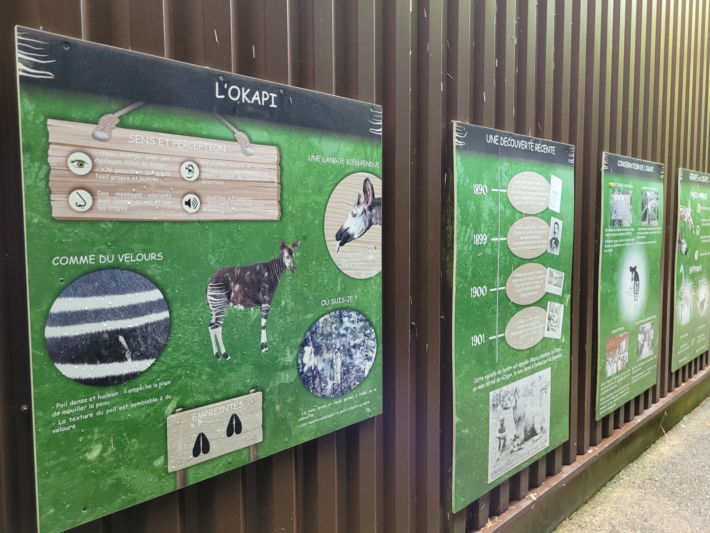 Okapi sign -Zoo du bassin d'Arcachon (2024)