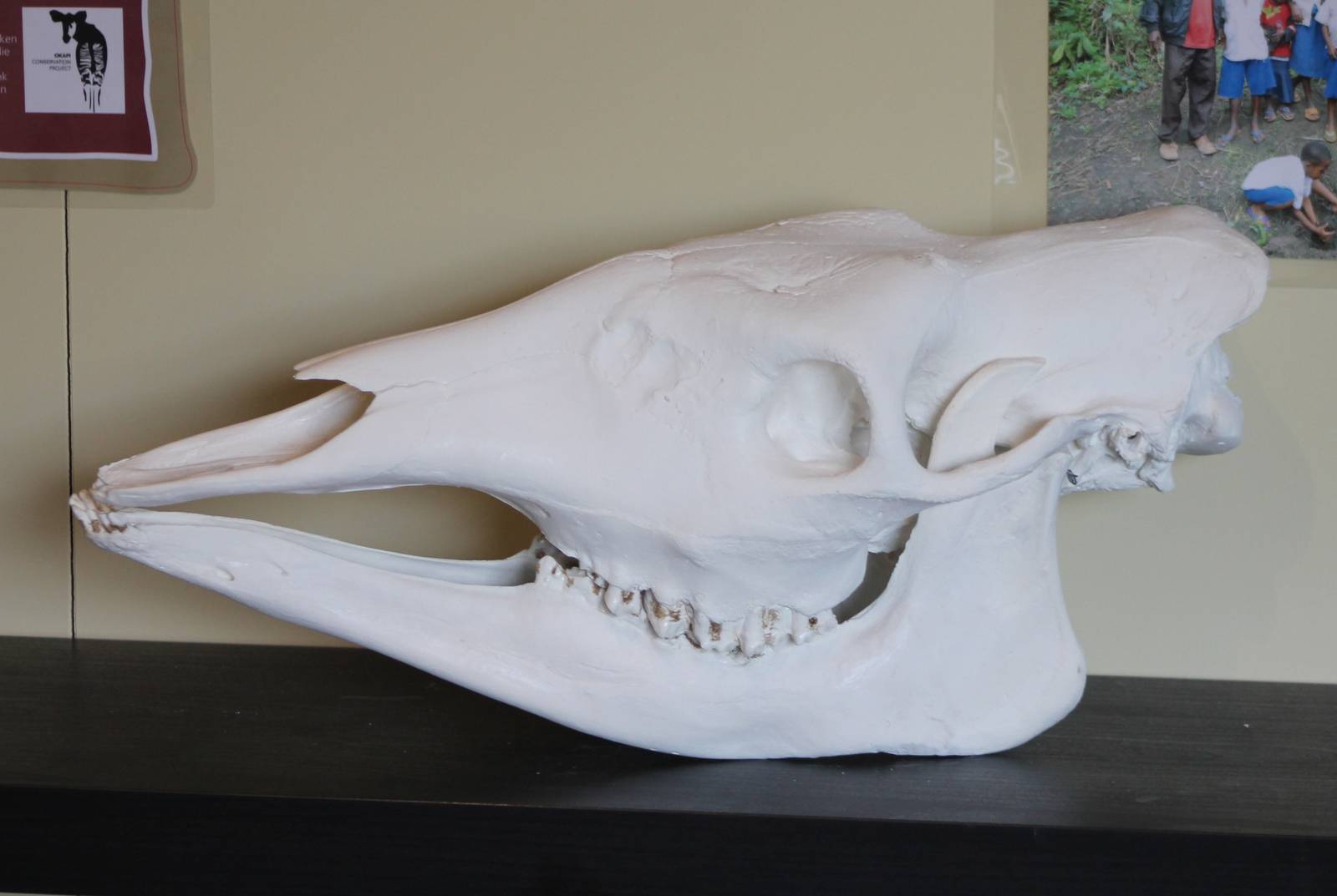 Okapi-skull