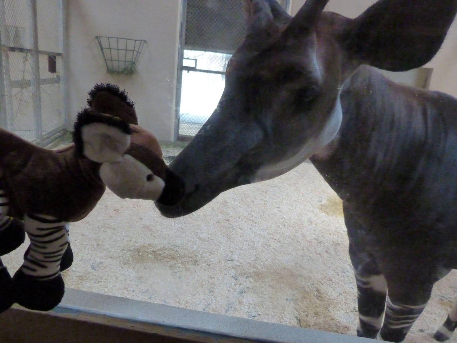 Okapi smooches (African Journey) 6-20-12